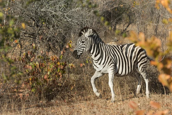 Slätterna zebra i bushen — Stockfoto