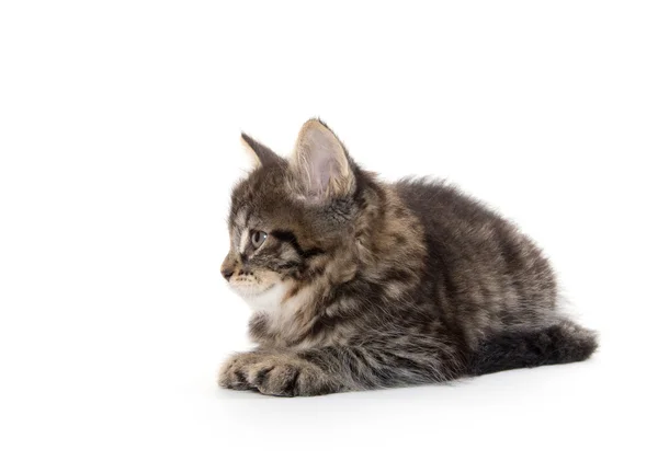 Schattige baby tabby kitten op wit — Stockfoto