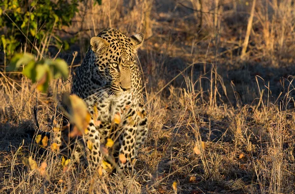 Leopard vilar i skuggan i bushen under morgonen — Stockfoto