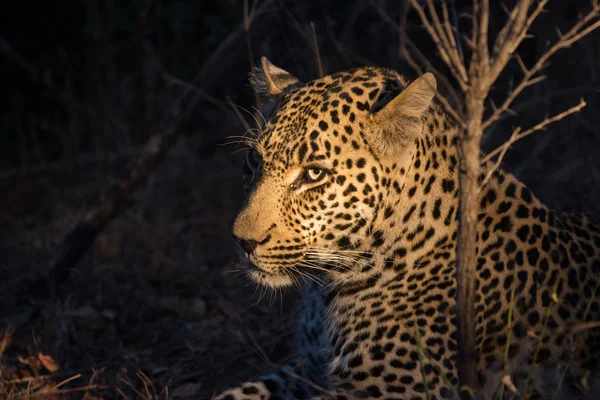 Leopardo descansando à sombra no arbusto uma noite — Fotografia de Stock