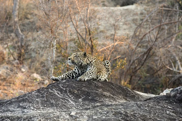 Леопард отдыхает на скале — стоковое фото