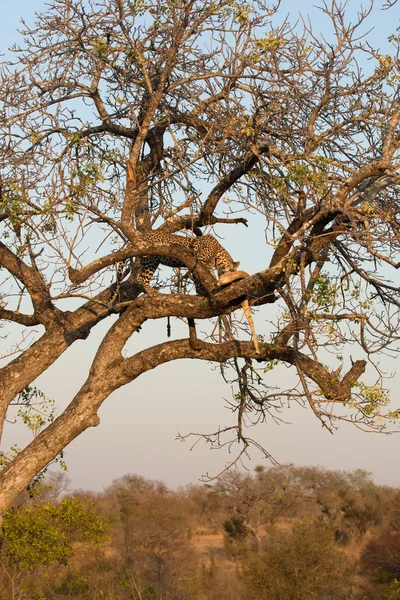 Leopard feeding on impala — Stock Photo, Image