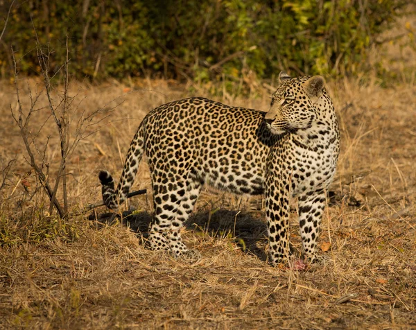 Leopard i morgonsolen — Stockfoto