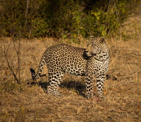 Leopard v ranním slunci — Stock fotografie