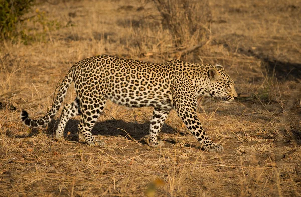 A reggeli nap leopárd — Stock Fotó