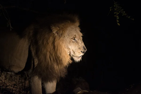 Lev v noci — Stock fotografie