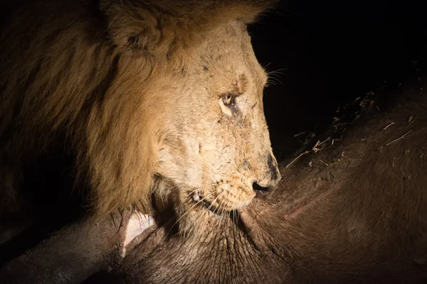 Leeuw op nacht — Stockfoto