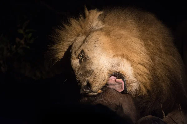 Leone di notte — Foto Stock