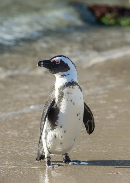 ビーチでのアフリカのペンギン — ストック写真