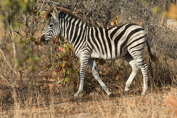 Zebra stepowa w buszu — Zdjęcie stockowe