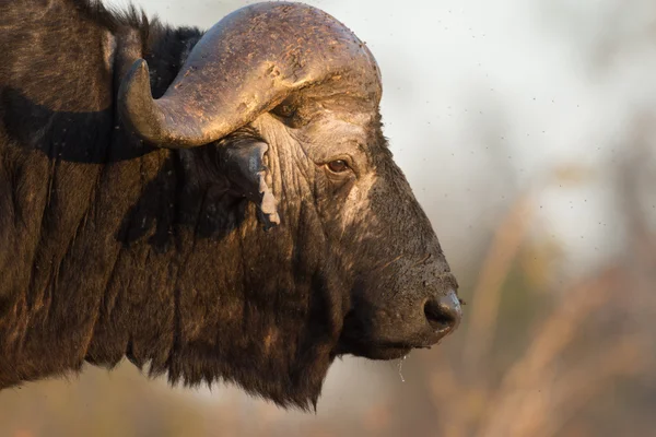 Kaapse buffels — Stockfoto