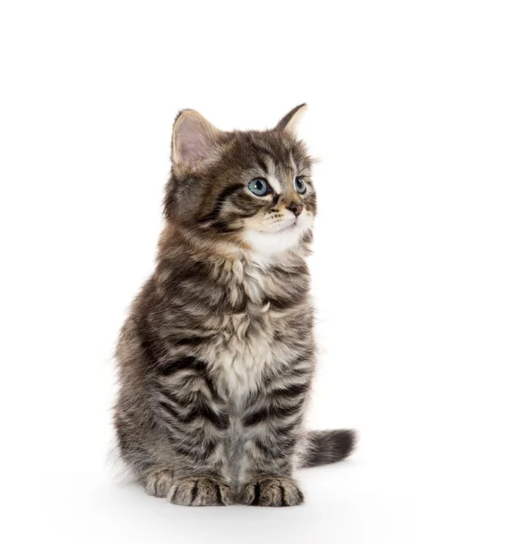 Lindo bebé tabby gatito en blanco — Foto de Stock