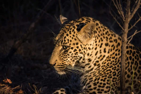 Leopardo che riposa all'ombra nel cespuglio una notte — Foto Stock