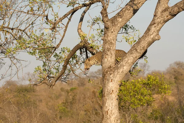 Léopard descendant un arbre — Photo