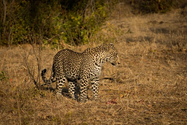 Леопард на утреннем солнце — стоковое фото