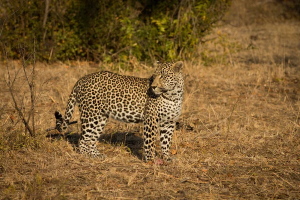 Leopard in der Morgensonne — Stockfoto