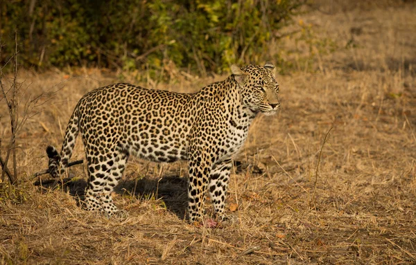 Leopard in de ochtendzon — Stockfoto