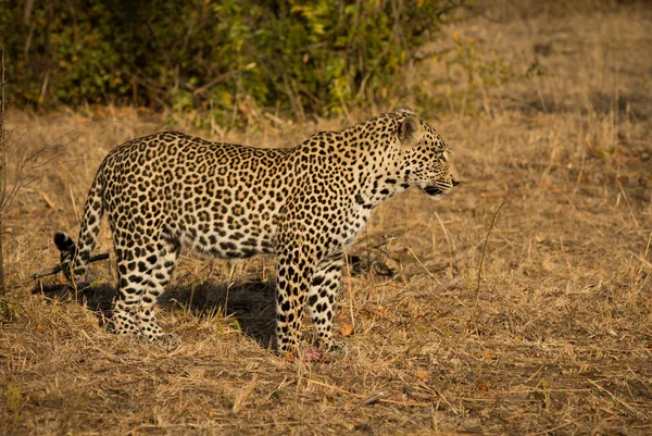 Леопард на ранковому сонці — стокове фото
