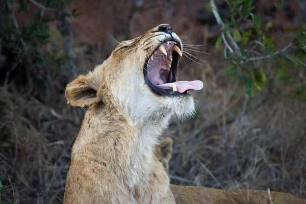 León hembra mostrando dientes —  Fotos de Stock