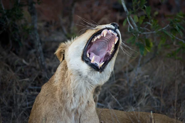 Leão fêmea mostrando dentes — Fotografia de Stock