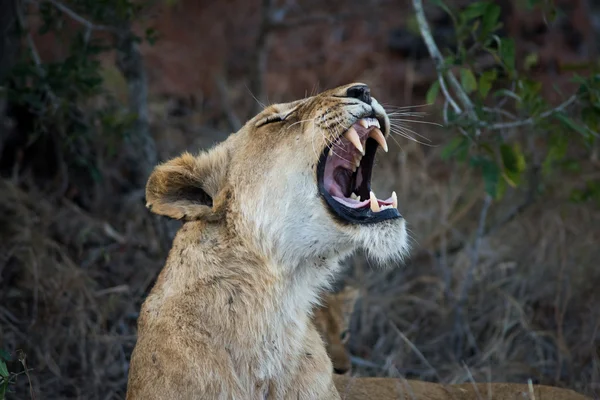 Leone femmina che mostra i denti — Foto Stock