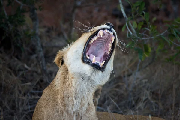 Female lion showing teeth — Stock Photo, Image