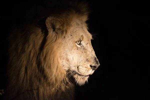 Leão à noite — Fotografia de Stock