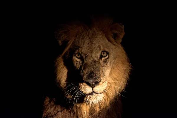 Lion at night — Stock Photo, Image