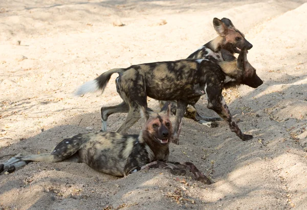 Perros salvajes africanos — Foto de Stock