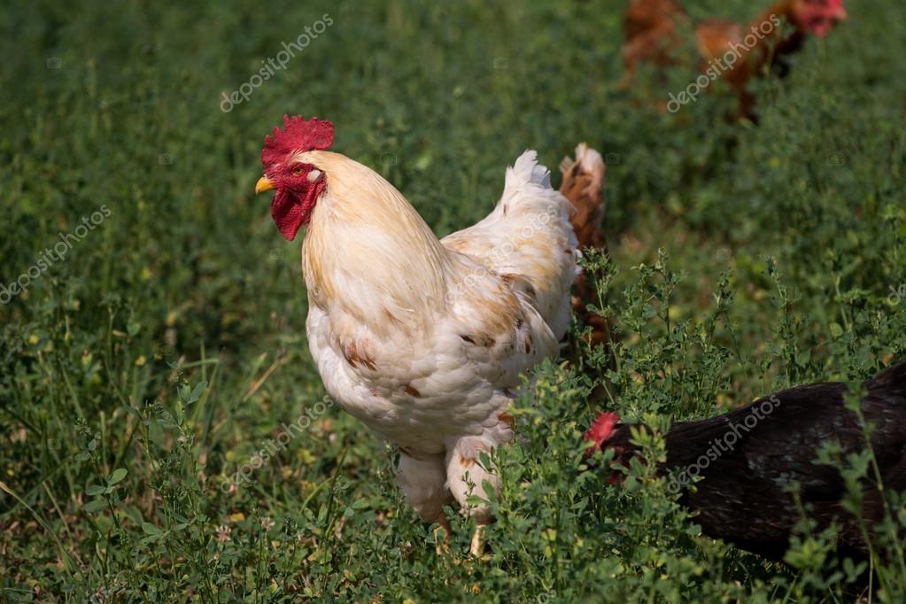 Kycklingar sex bilder