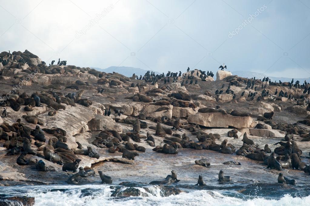 Seal Island in False Bay, South Africa