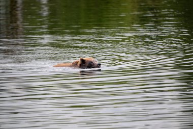 Alaska 'daki Katmai Ulusal Parkı' nda Eylül ayında Brooks Nehri 'nde somon arayan Alaska' lı kahverengi bir ayı.