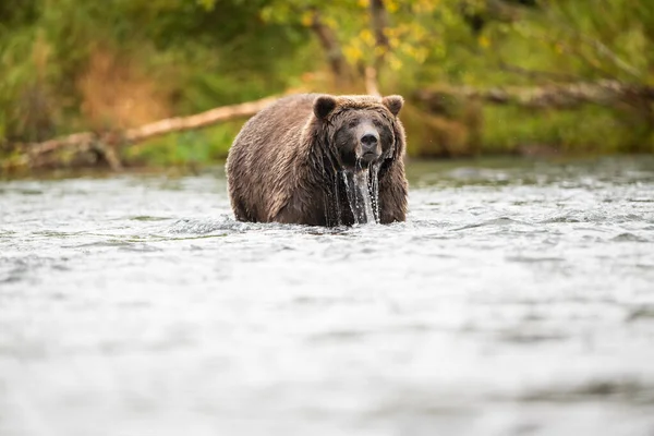 Brooks Şelalesi 'nden çok da uzak olmayan Brooks Nehri' nin sularında duran Alaska kahverengi ayısı Eylül ayında Katmai Ulusal Parkı, Alaska 'da somon arıyor.