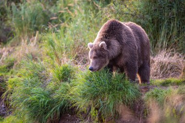 Eylül ayında Alaska Katmai Ulusal Parkı 'nda Brooks Nehri kıyısı boyunca büyük bir Alaska kahverengi ayısı.