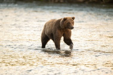 Brooks Şelalesi 'nden çok uzak olmayan Brooks Nehri' nde Alaska Katmai Ulusal Parkı 'nda Eylül ayında somon arayan bir Alaska kahverengi ayısı.