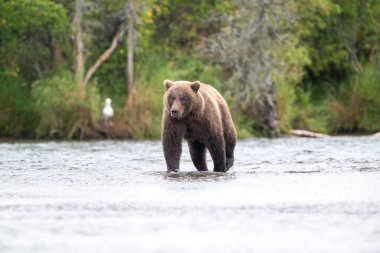 Brooks Şelalesi 'nden çok da uzak olmayan Brooks Nehri' nin sularında duran Alaska kahverengi ayısı Eylül ayında Katmai Ulusal Parkı, Alaska 'da somon arıyor.