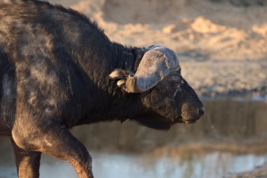 Cape buffalo