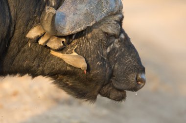 Cape buffalo