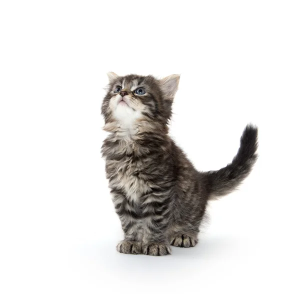 Lindo gatito tabby mirando hacia arriba en blanco —  Fotos de Stock