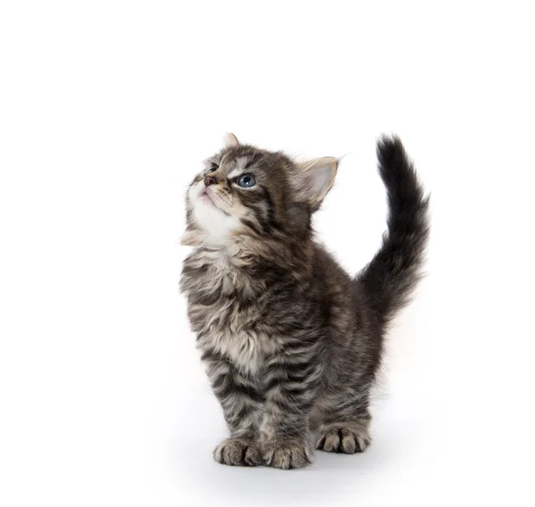 Lindo gatito tabby mirando hacia arriba en blanco —  Fotos de Stock
