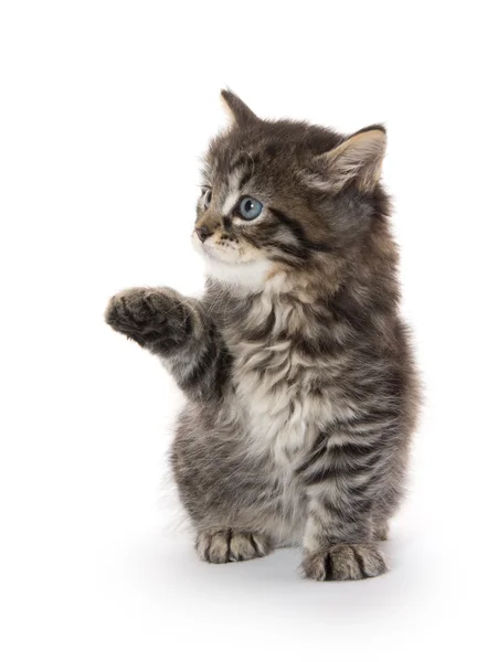 Schattige baby tabby kitten op wit — Stockfoto