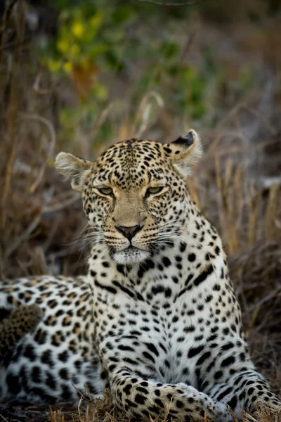 Leopardo hembra descansando — Foto de Stock