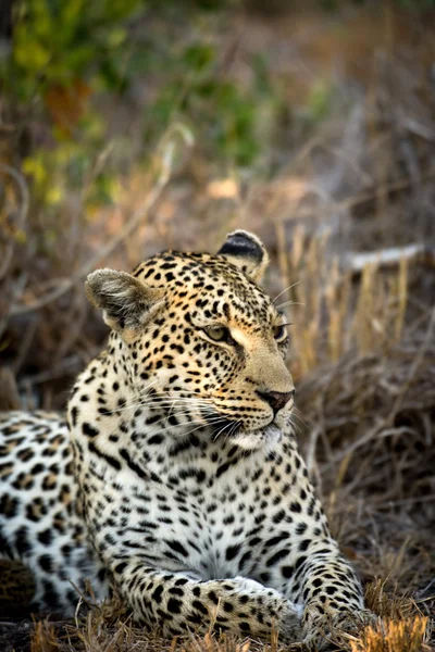 Leopardo fêmea descansando — Fotografia de Stock