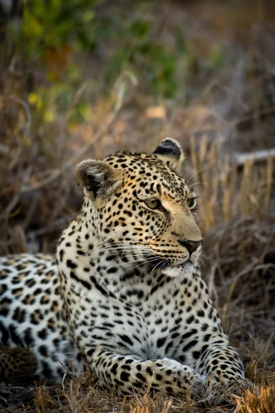 Leopardo fêmea descansando — Fotografia de Stock