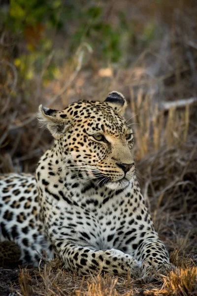 Leopardo fêmea descansando — Fotografia de Stock