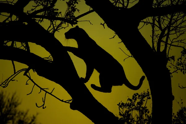 Silueta de leopardo en un árbol — Foto de Stock