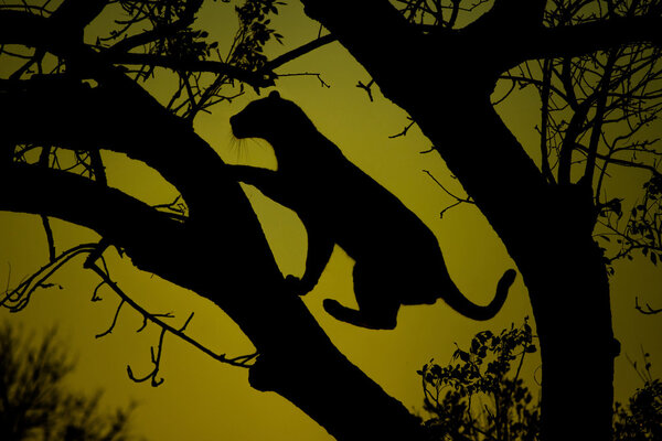 Leopard silhouette in a tree