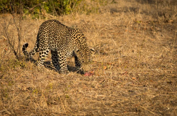 Leopardo ao sol da manhã — Fotografia de Stock