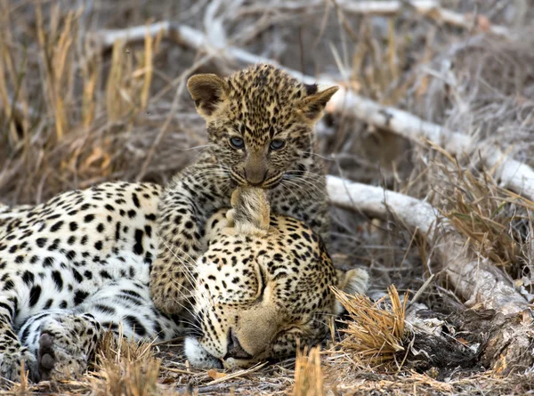 Kvinnliga leopard och cub — Stockfoto