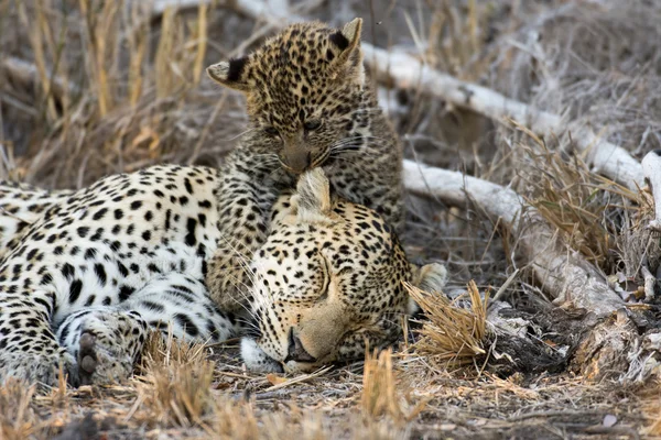 Leopardo e cucciolo femmina — Foto Stock